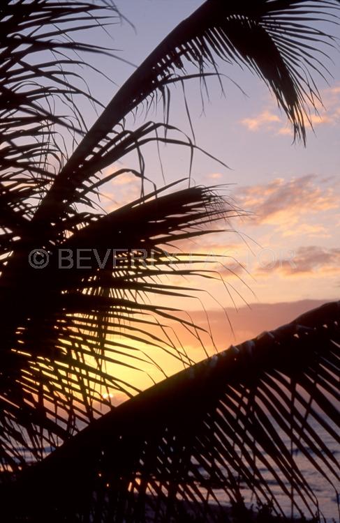 Islands;Sunsets;Sky;cayman island;sun;yellow;palm trees;sillouettes;colorful